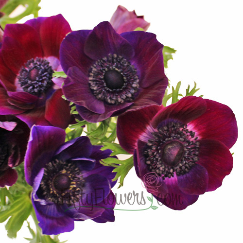 Anemone Burgundy Fuchsia