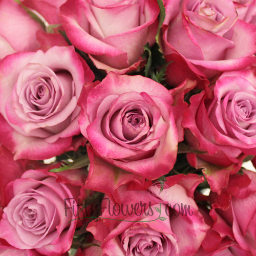 Raspberry Kiss Lavender Rose