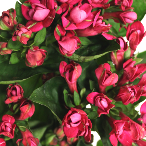 Bouvardia Pink Flower