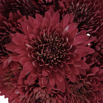 Fall Terracotta Flower