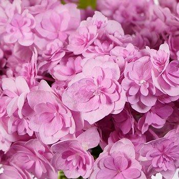 Irresistible Pink Double Hydrangea Irresistible Pink Double Hydrangea