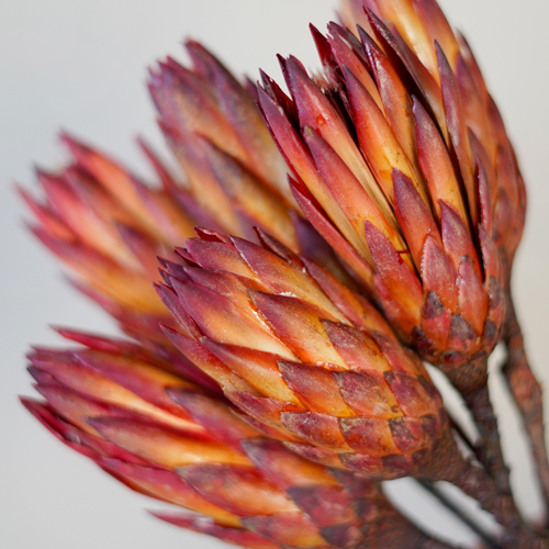 Dried Red Protea Flower