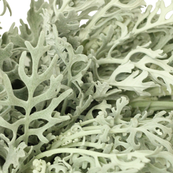 Dusty Miller Lacy Leaf Greenery