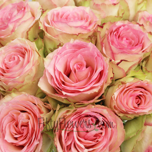 Esperance Creamy Pink Antique Rose