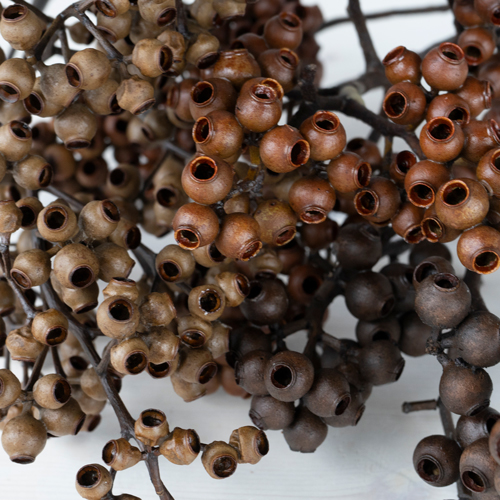 Dried Eucalyptus Pods l