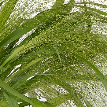 Bulk Explosion Grass