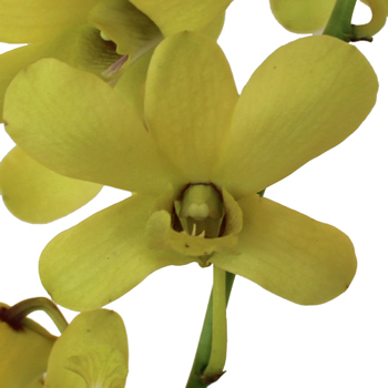 Fatima Green Loose Orchid Blooms