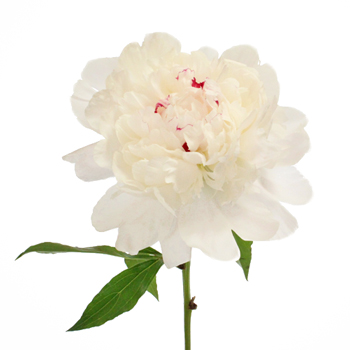 Fresh Cut Peony FESTIVA MAXIMA 50cm 20 Stems