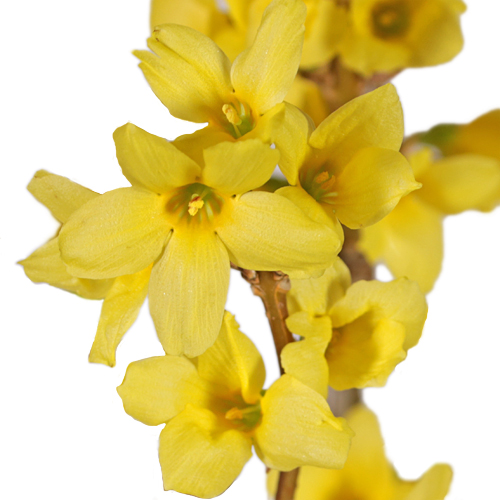 35 Inch Yellow Forsythia Blooming Branches FiftyFlowers.co