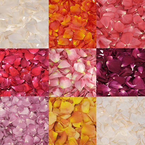 Choose Your Own Dried Petals l