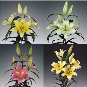 Oriental Trumpet Lilies