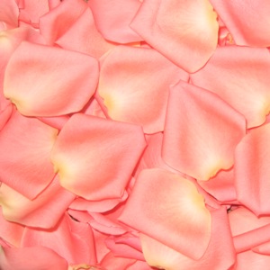 Salmon Pink Rose Petals