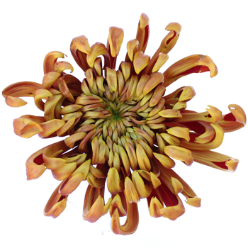 Funky Autumn Spider Flower