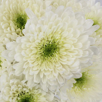 Apple Of My Eye White Flower