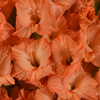 Gladiolus Orange Flower