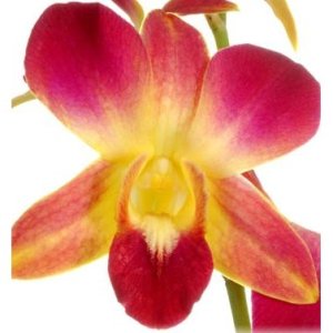 Golden Yellow Loose Orchid Blooms