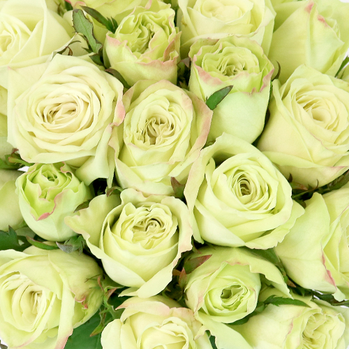 Emerald Mist Sweetheart Roses