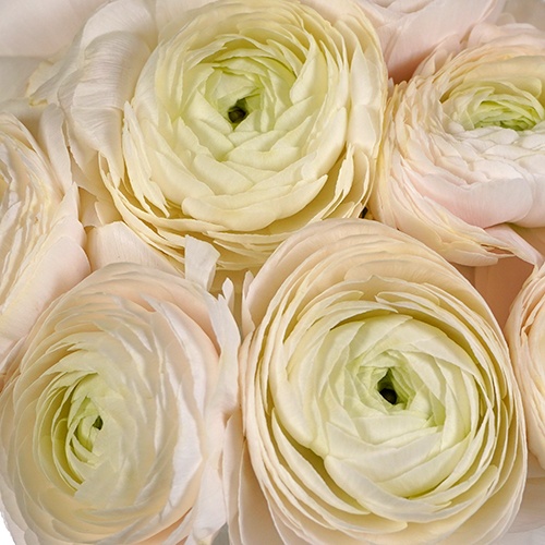 White Ranunculus Fresh Cut Flower