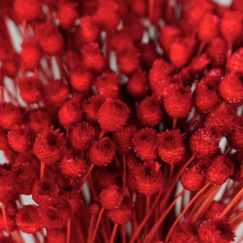 Red Velvet Dried Happy Flowers