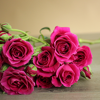 Mulberry Pink Spray Roses