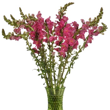 Snapdragon Hot Pink Flower