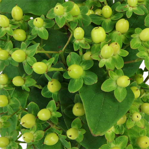 Lemon Lime Hypericum Berries