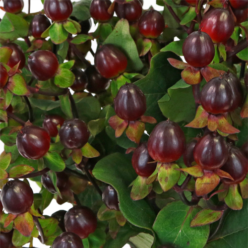 Burgundy Designer Hypericum Berries