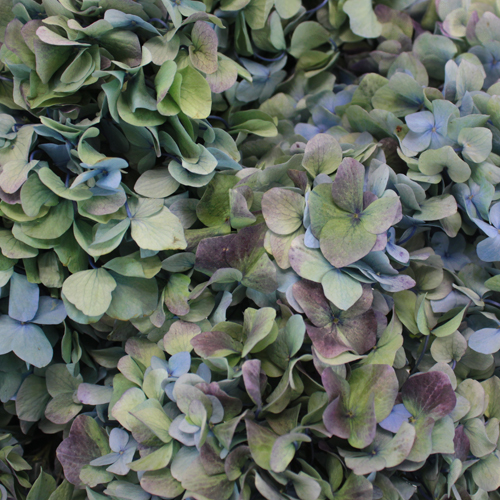 Antique Blue Jumbo Hydrangea