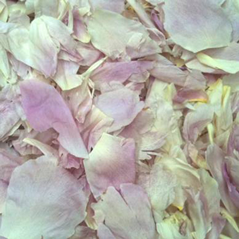 Blush Dried Peony Flower Petals