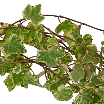 Cascading Variegated Ivy