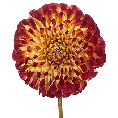 Joshua Dahlia Flower