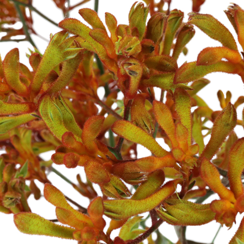 Orange Designer Kangaroo Paw Flowers Wholesale Flowers FiftyFlowers