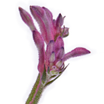 Pink Kangaroo Paw Flower | FiftyFlowers.com