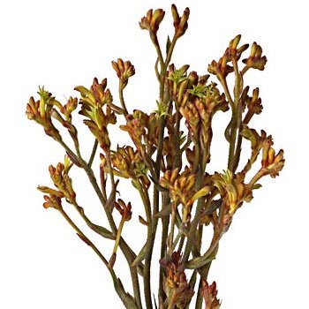 Kangaroo Paw Bulk Orange Flowers