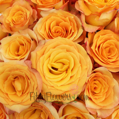 Latin Beauty Sunset Rose | FiftyFlowers.com