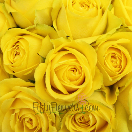 Latina Yellow Rose| FiftyFlowers.com