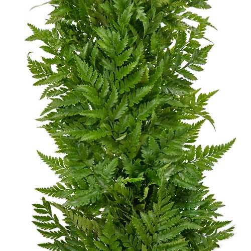 Leather Leaf Greens Garland