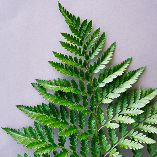 Leather Leaf Greenery