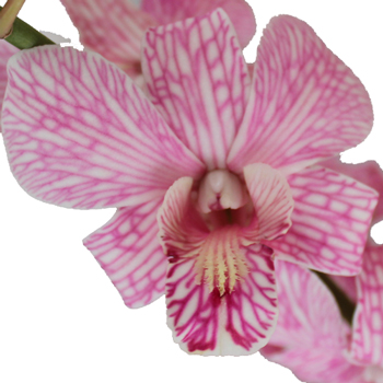 Shocking Pink Loose Orchid Blooms