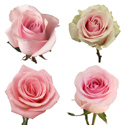 Light Pink Rose Wholesale Roses FiftyFlowers