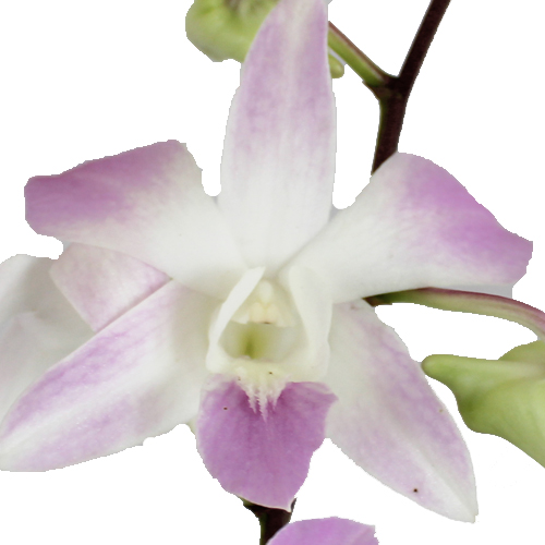 Lilac Mist Loose Orchid Blooms