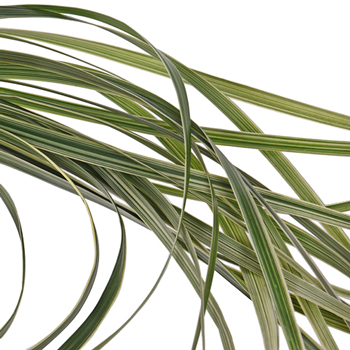 Variegated Lily Grass Greenery
