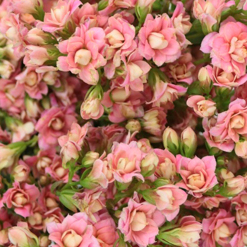 Charming Pink Kalanchoe Bulk Flowers
