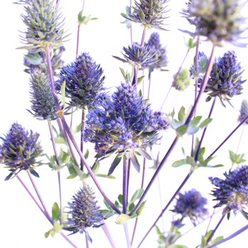 Thistle Flower Magic Purple