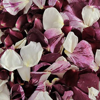 Maroon Swirl Dried Rose Petals
