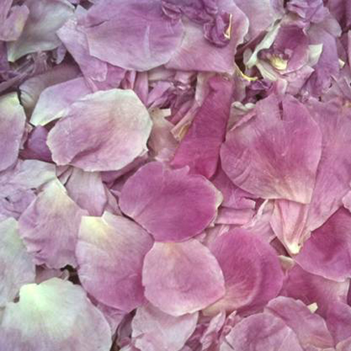 Mauve Moments Freeze Dried Peony Petals l