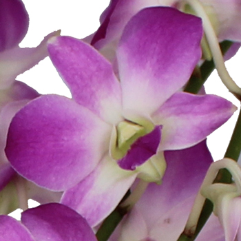 Medium Purple Kiss Loose Orchid Blooms