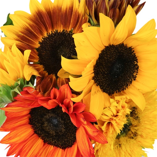 Farm Mix Wholesale Mini Sunflowers for Mom FiftyFlowers
