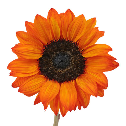 Mini Red Tinted Sunflowers