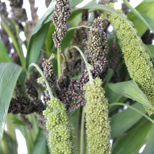 Assorted Millet Bulk Greens Wholesale Flowers FiftyFlowers